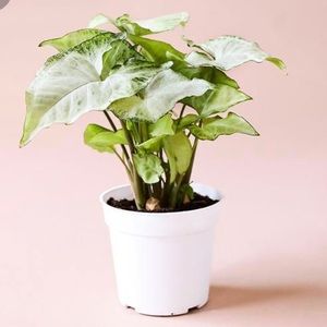 White butterfly arrowhead plant - syngonium